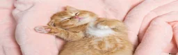 British Shorthair cats for sale: Adorable Kittens Ready For Reservation  in Leamington Spa - Advert 15