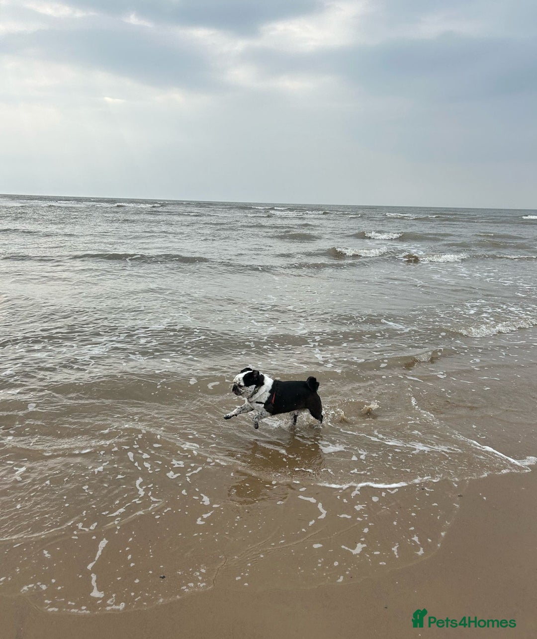 Pug dogs for stud: kc panda pug for stud in Blackpool - Image 18