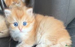 British Shorthair cats for sale: GCCF BSH Last Chocolate Golden Female Kitten Left - Image 18