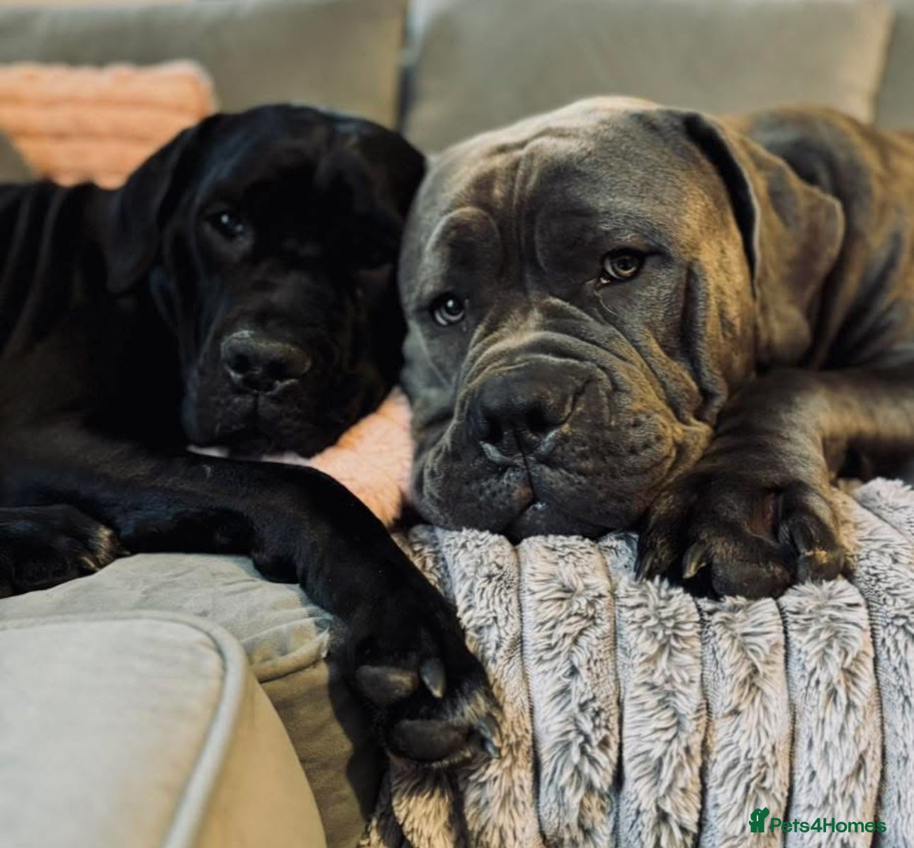 Cane Corso dogs Cane corso puppy’s  - Advert 1