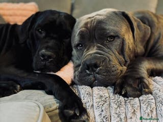 Cane Corso dogs Cane corso puppy’s - Advert 5