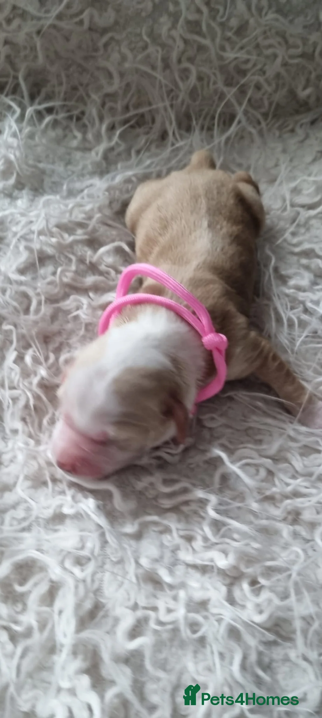 Tibetan Terrier dogs for sale: Stunning Tibetan Terrier Puppies  - Advert 9