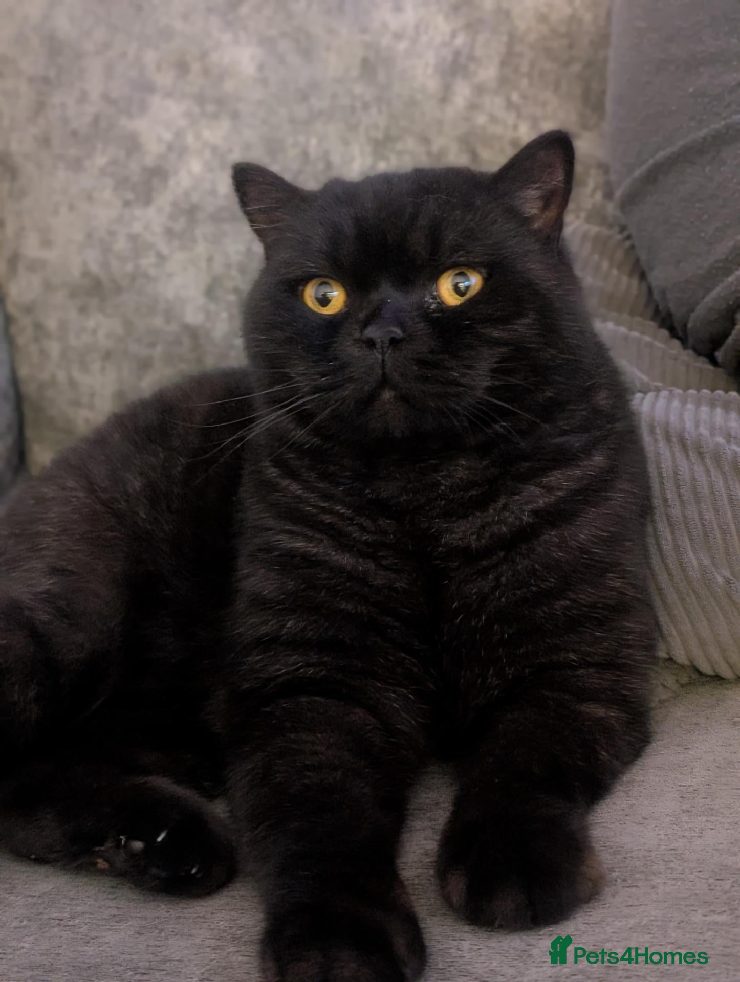 British Shorthair cats GCCF Black British shorthair male  - Advert 3