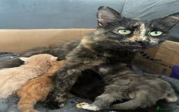Domestic Shorthair cats for sale: Black tortoiseshell female  - Image 5