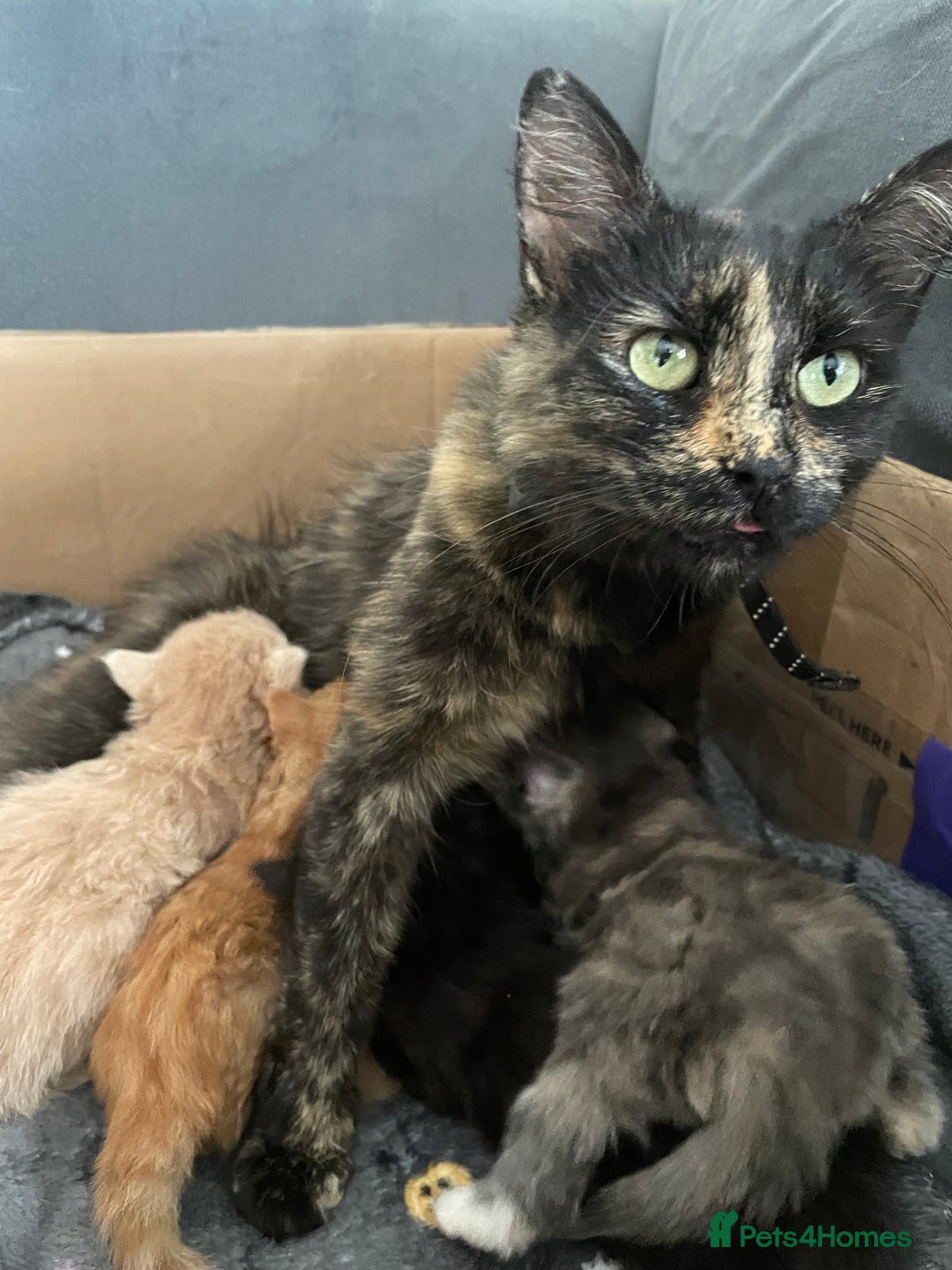 Domestic Shorthair cats for sale: Black tortoiseshell female  - Image 5