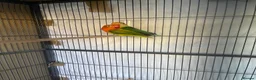 Lovebirds birds for sale: Two lovebirds for sale £120 for both - Advert 2