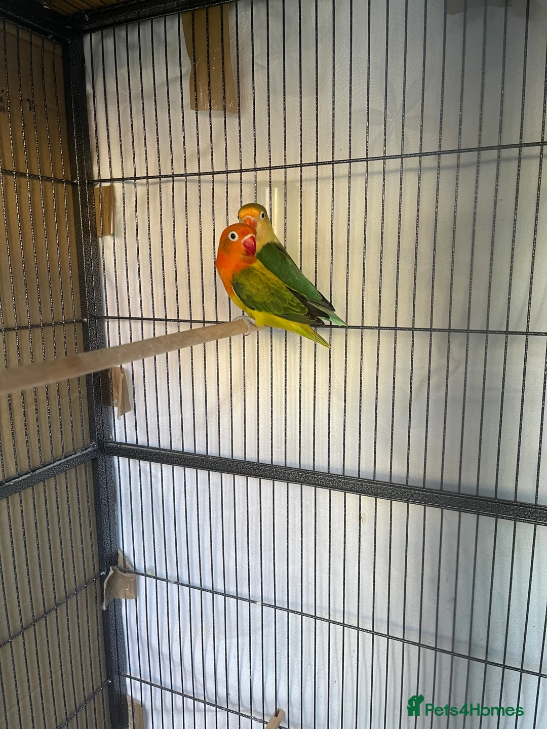 Lovebirds birds for sale: Two lovebirds for sale £120 for both - Advert 2