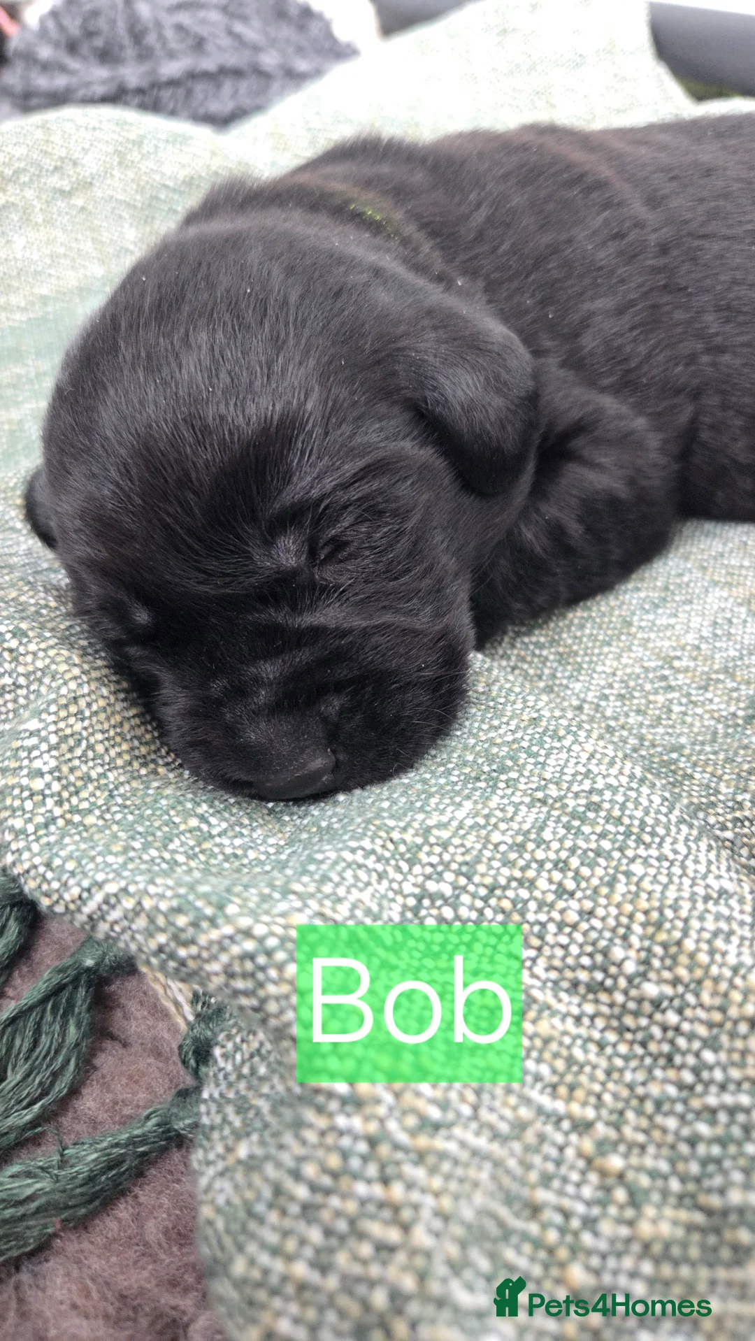 Labrador Retriever dogs for sale: Black Labrador Retriever Puppies – KC Registered - Advert 5
