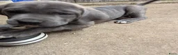 Cane Corso dogs for sale: Cane Corso Irish Kennel club registered  in Enniskillen - Advert 27