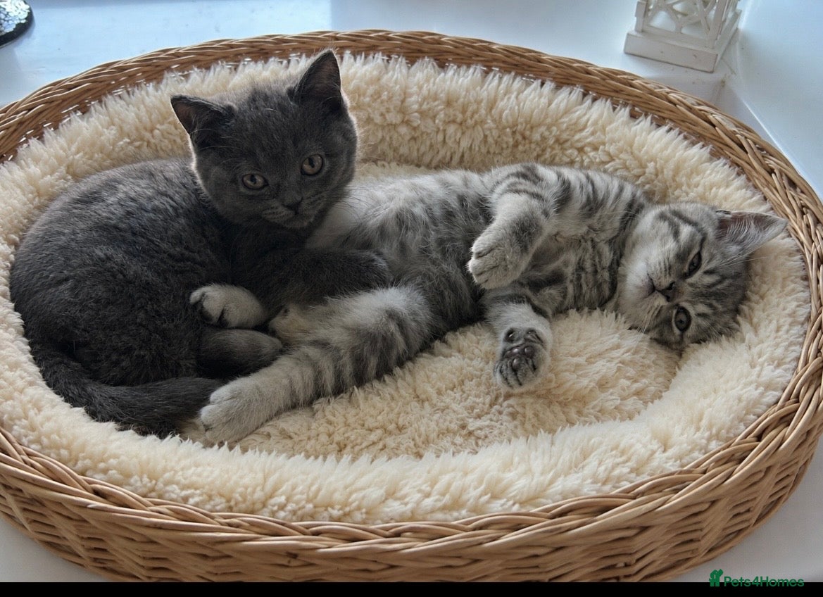 British Shorthair cats 🏆 CHAMPION BLOODLINE.🏆BLUE BRITISH SHORTHAIR !!! - Advert 2