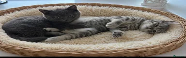 British Shorthair 2  BLUE 