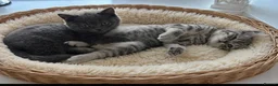 British Shorthair cats for sale: 🏆 CHAMPION BLOODLINE.🏆BLUE BRITISH SHORTHAIR !!! - Advert 1