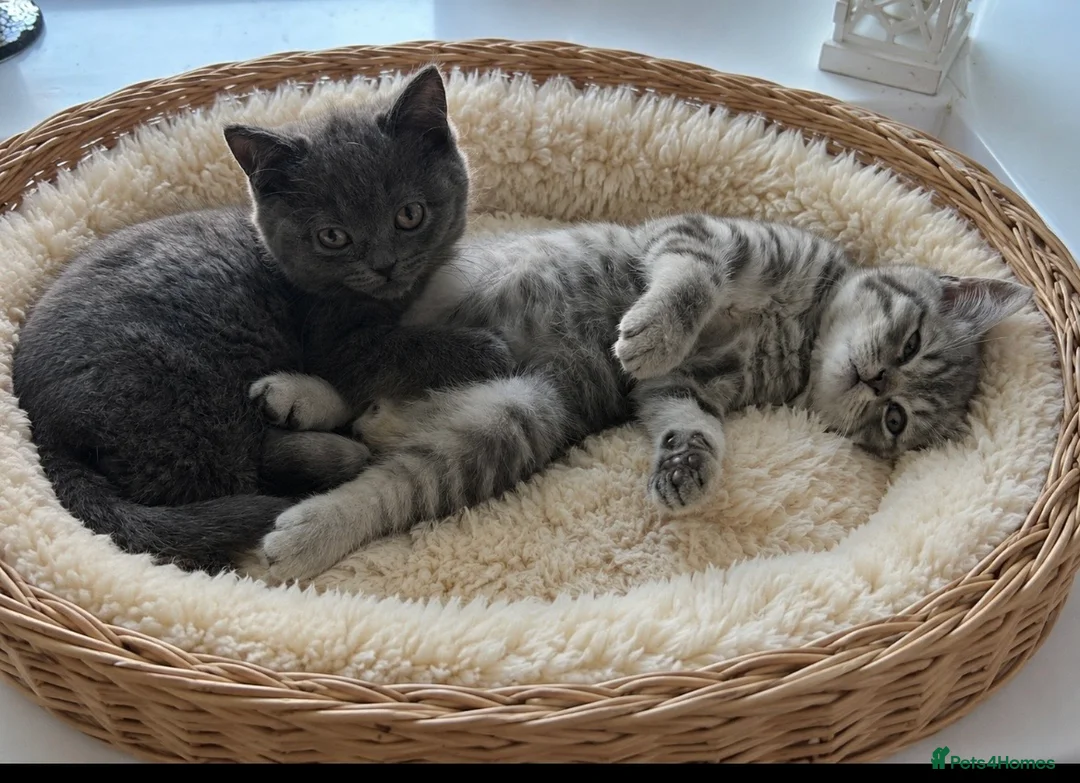 British Shorthair cats for sale: 🏆 CHAMPION BLOODLINE.🏆BLUE BRITISH SHORTHAIR !!! - Advert 1