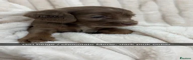 Cockapoo 5