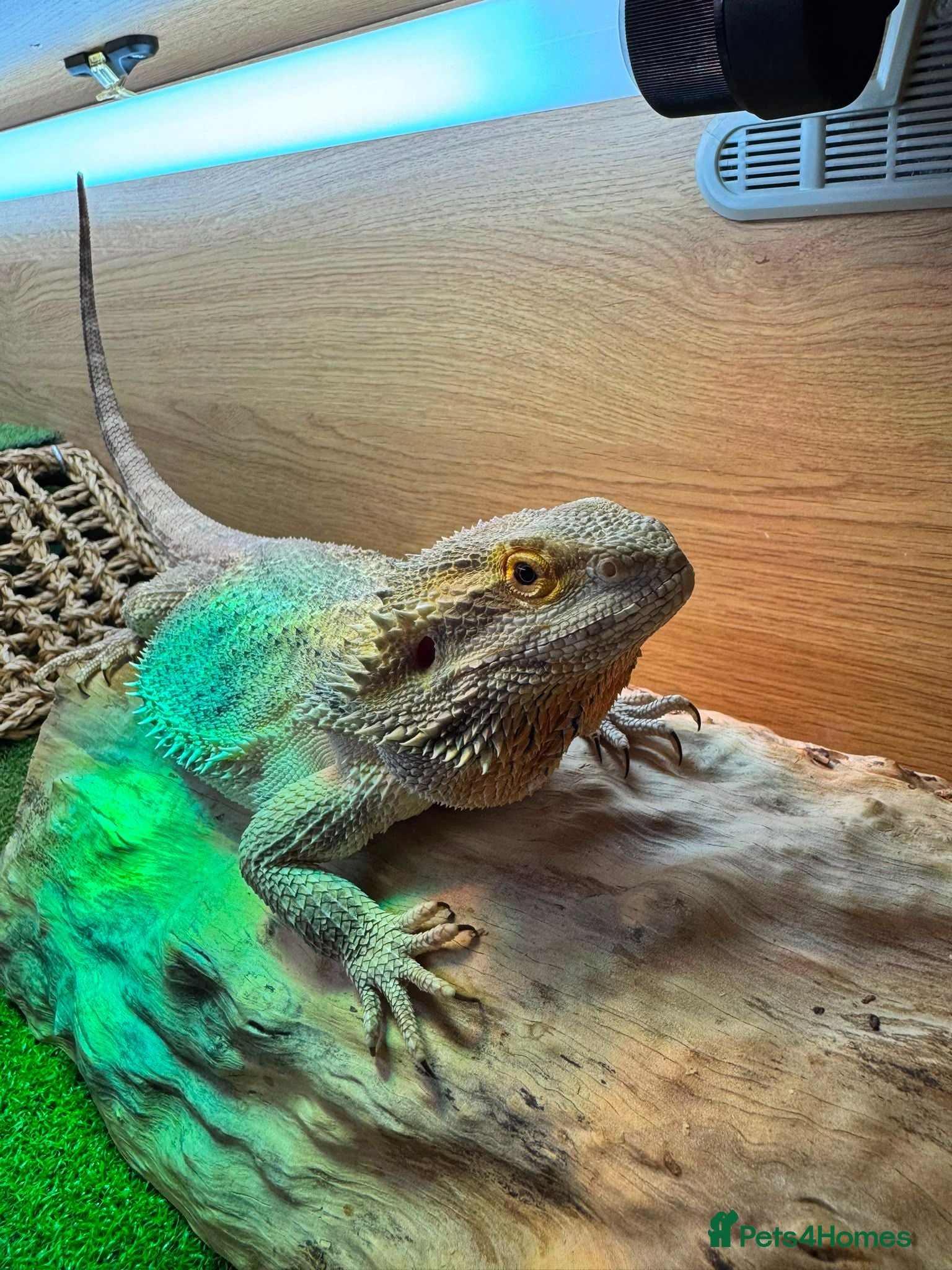 Bearded Dragon reptiles Healthy Bearded Dragon + Full Vivarium Setup  - Advert 1