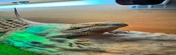 Bearded Dragon reptiles for sale: Healthy Bearded Dragon + Full Vivarium Setup  in Livingston - Advert 1