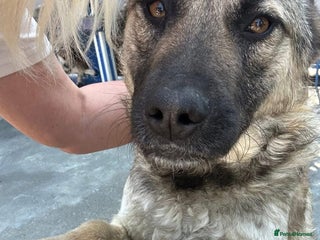 Mixed Breed dogs Betty - Norwich Norfolk in Norwich - Advert 11