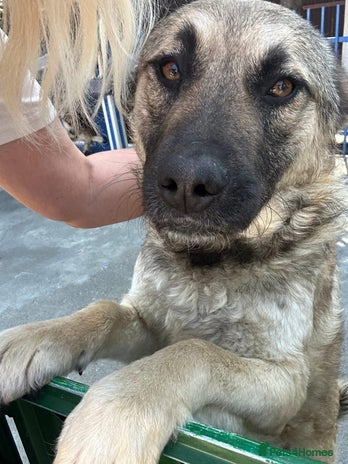 Mixed Breed dogs Betty - Norwich Norfolk in Norwich - Advert 13