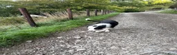 Border Collie dogs for sale: Border Collie Pup - Glen 🐾 - Advert 4