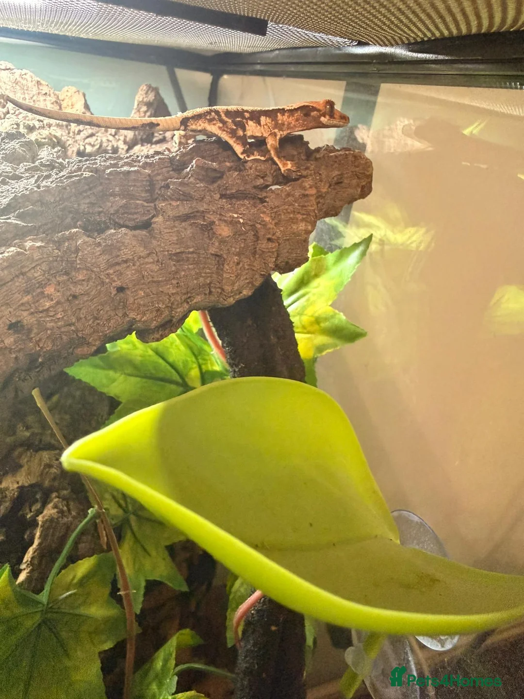Gecko reptiles for sale: Crested Gecko with full set up - Advert 3