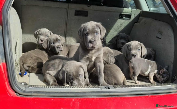 Cane Corso dogs - Advert 2