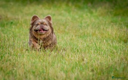 French Bulldog dogs for stud: NEWSHADE ISABELLA FLUFFY STUD - Image 9