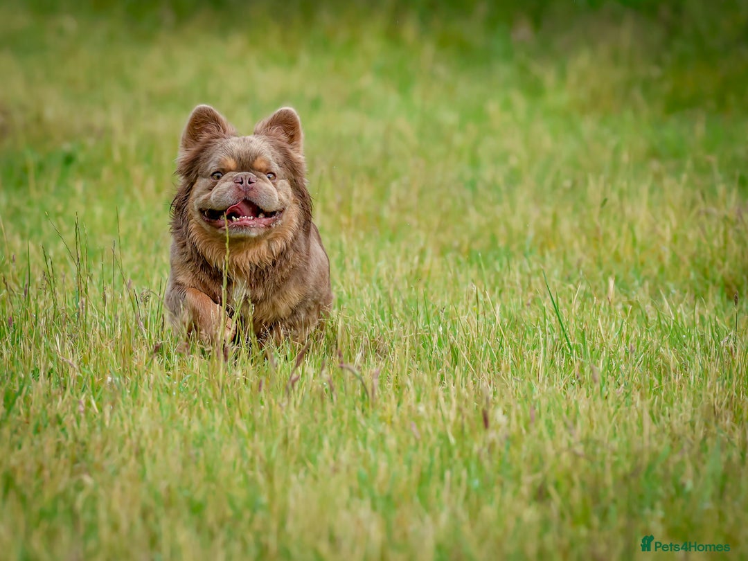 French Bulldog dogs for stud: NEWSHADE ISABELLA FLUFFY STUD - Image 9