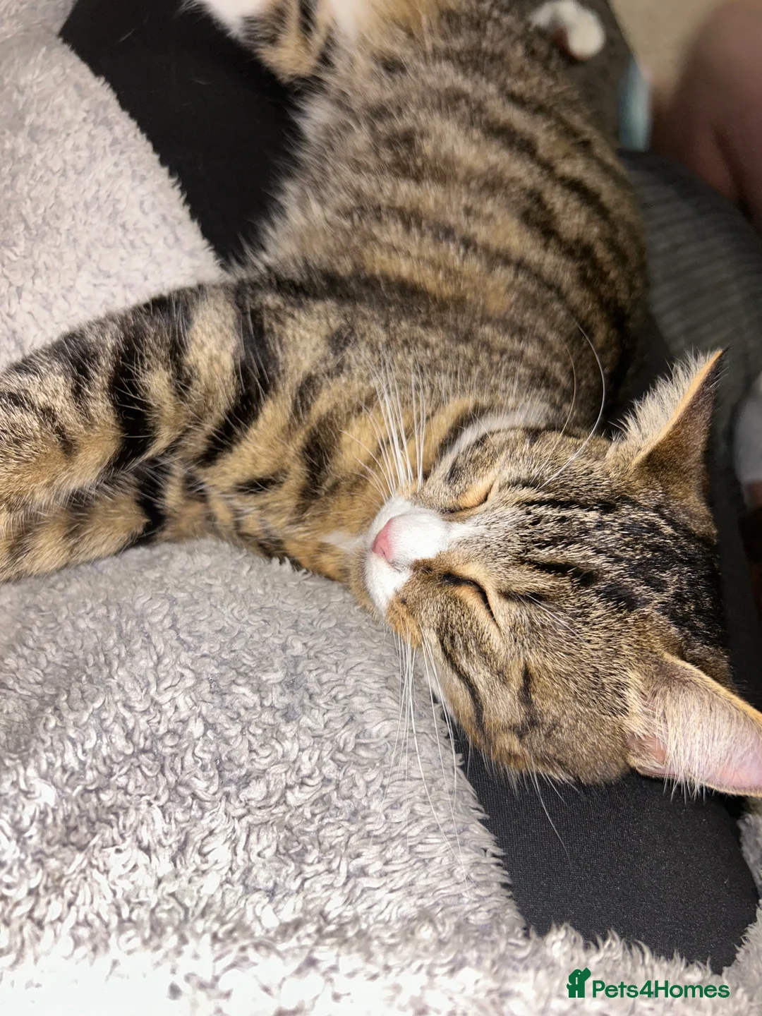 Mixed Breed cats for sale: 2 beautiful cats in Rugeley - Advert 6