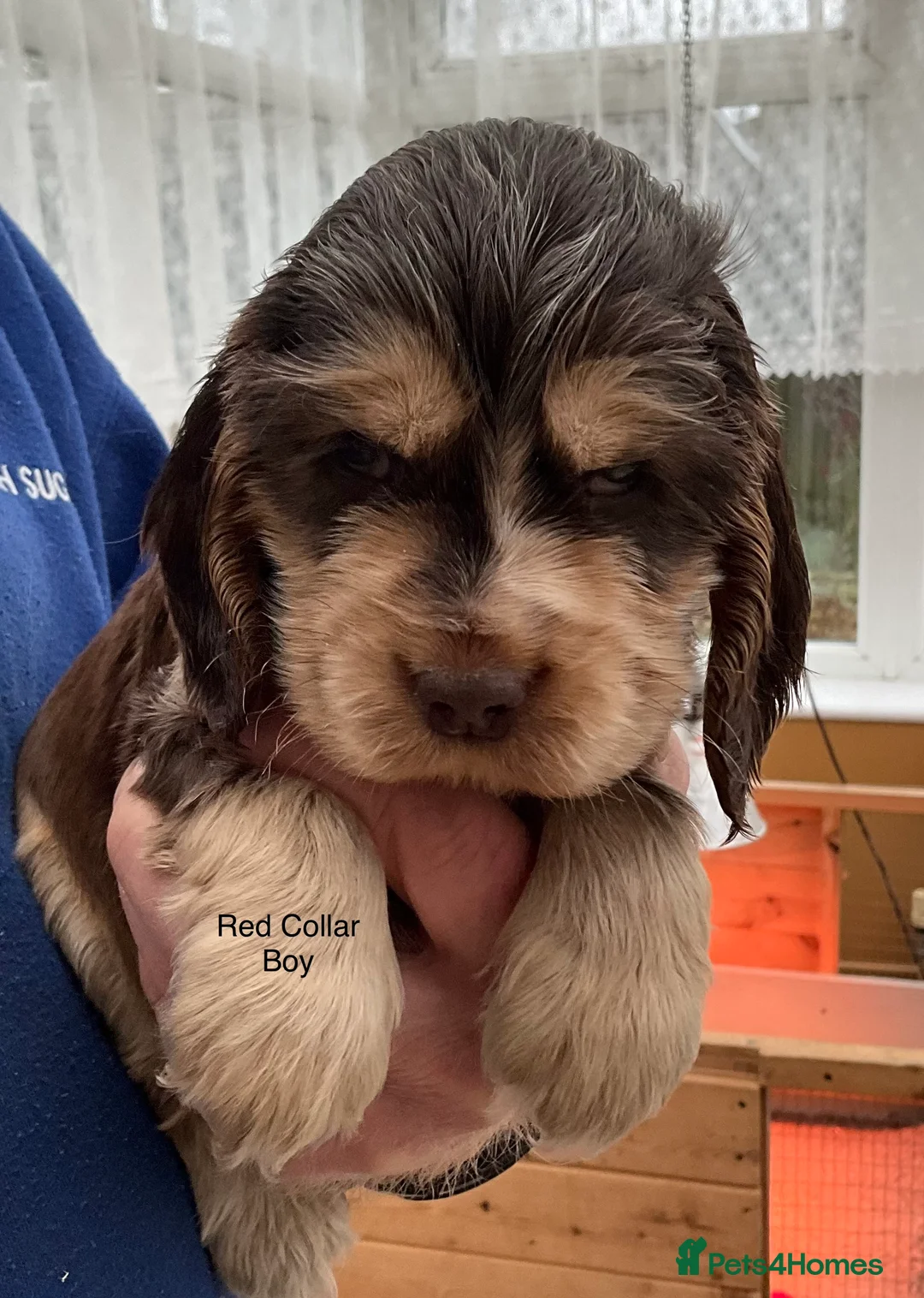Cocker Spaniel dogs for sale: Stunning Litter of Show Cocker Spaniel Puppies - Advert 10