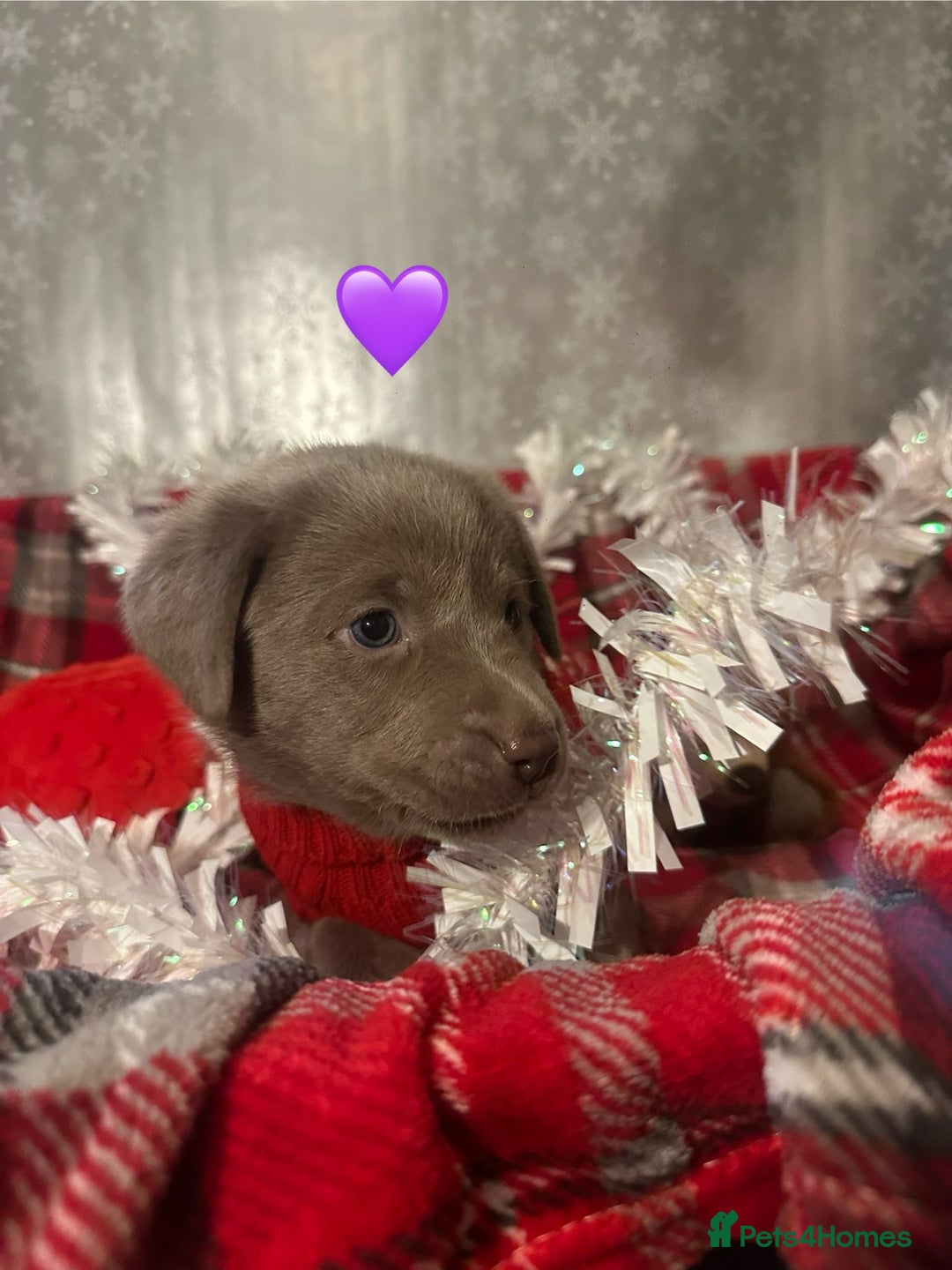 Labrador Retriever dogs for sale: !REDUCED! silver labrador's KC - Advert 17