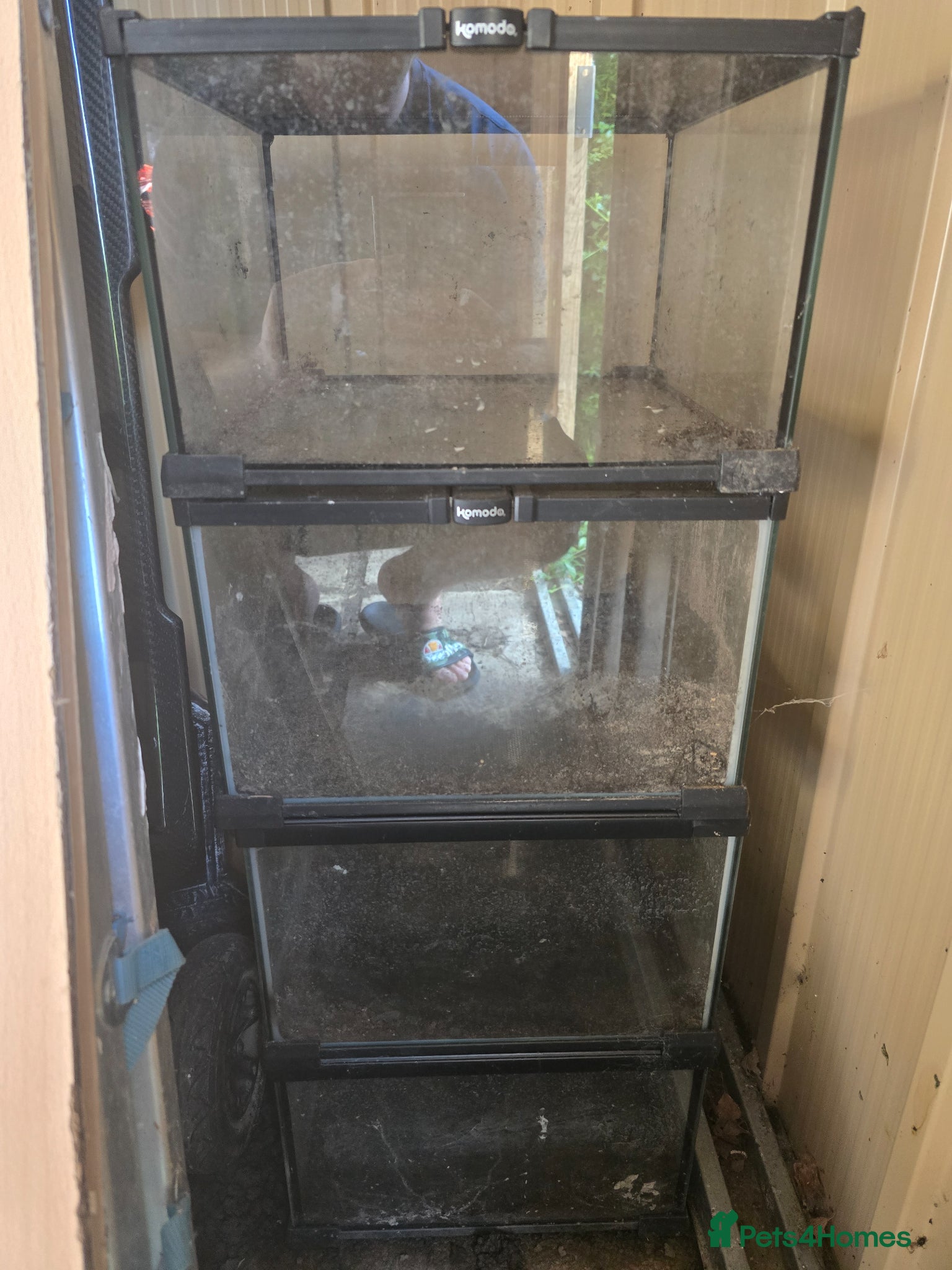 Mixed Breed reptiles for sale: Reptiles, Tarantulas & Enclosures for Sale in Bradford - Advert 22