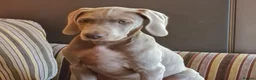 Weimaraner dogs for sale: Weimaraner KC REGISTERED 1yr Girl.  - Advert 12
