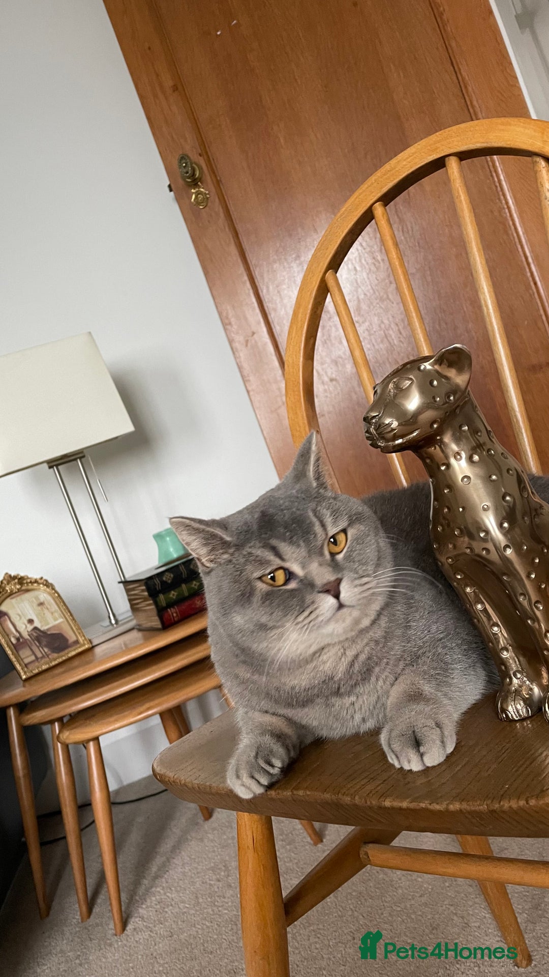Brazilian Shorthair cats for sale: BritishShorthair Friendly Male Cat Romeo - Image 11