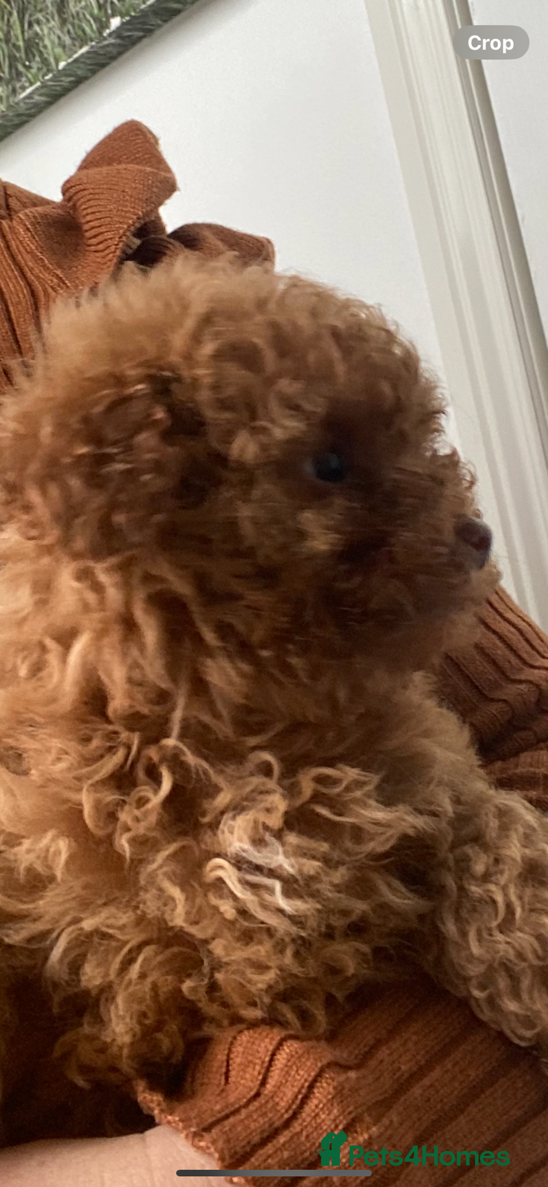 Toy Poodle dogs for sale: Toy poodle puppies  - Advert 5