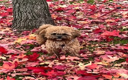 Shihpoo dogs for stud: FOR STUD IMPERIAL SHIHPOO TEDDY DOG  - Image 3