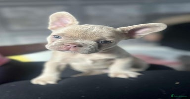 French Bulldog dogs - Advert 8