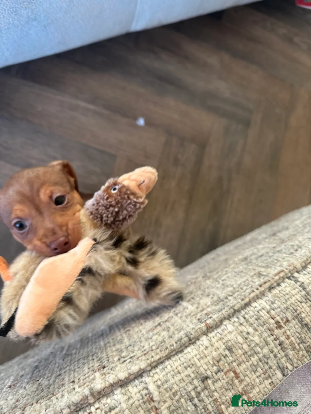 Jack Russell dogs for sale: SOLD Russell MUCH WENLOCK in STEVENAGE - Advert 9