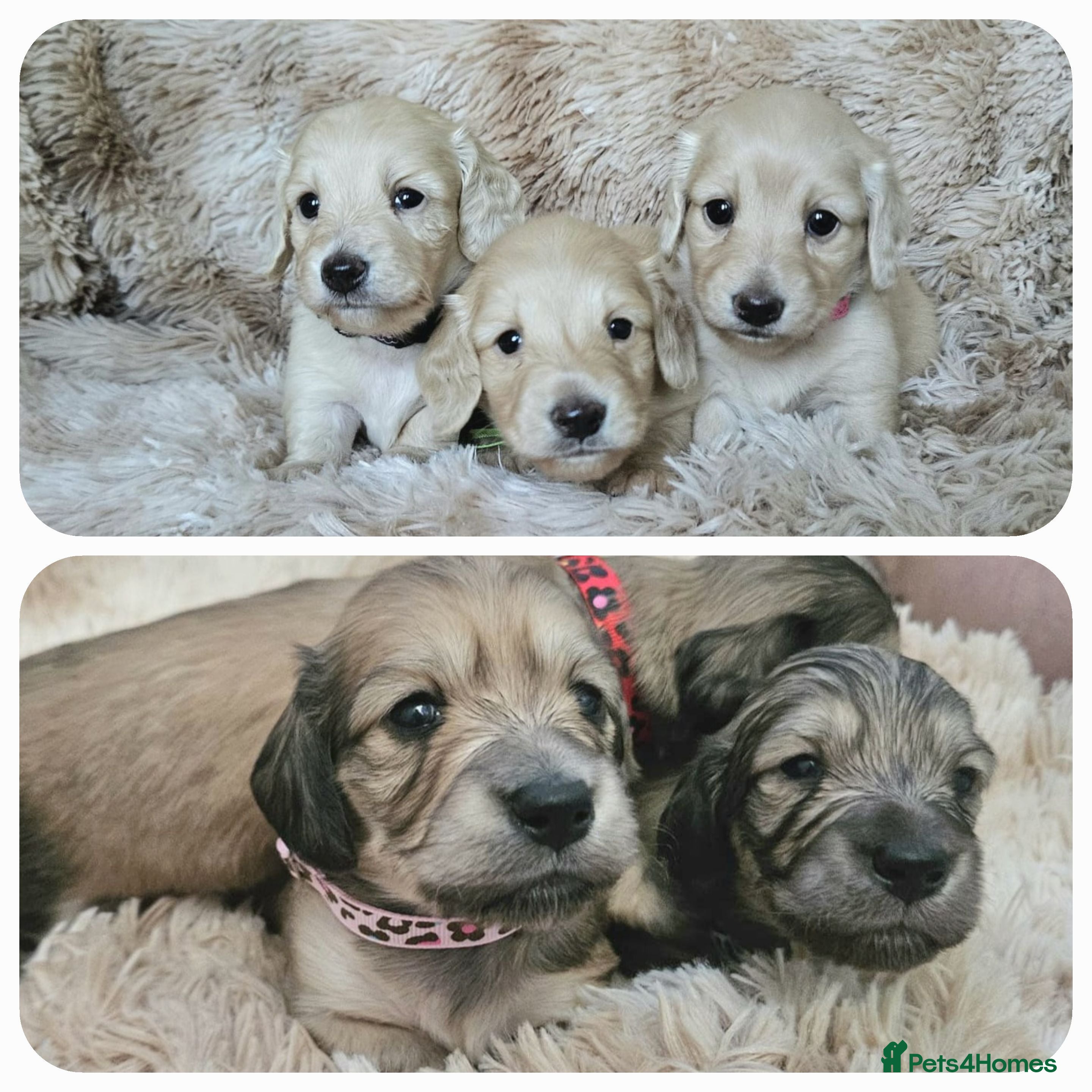 Miniature Dachshund dogs Beautiful long haired mini dachshunds - Advert 7