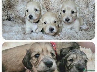 Miniature Dachshund dogs Beautiful long haired mini dachshunds - Advert 7