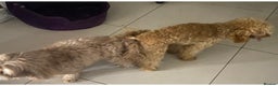 Toy Poodle dogs for stud: Famously known Toy Poodle Stud in Swindon - Advert 8
