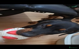 Dobermann dogs for sale: Beautiful Doberman puppies 3 boys 3 girls for sale - Image 27
