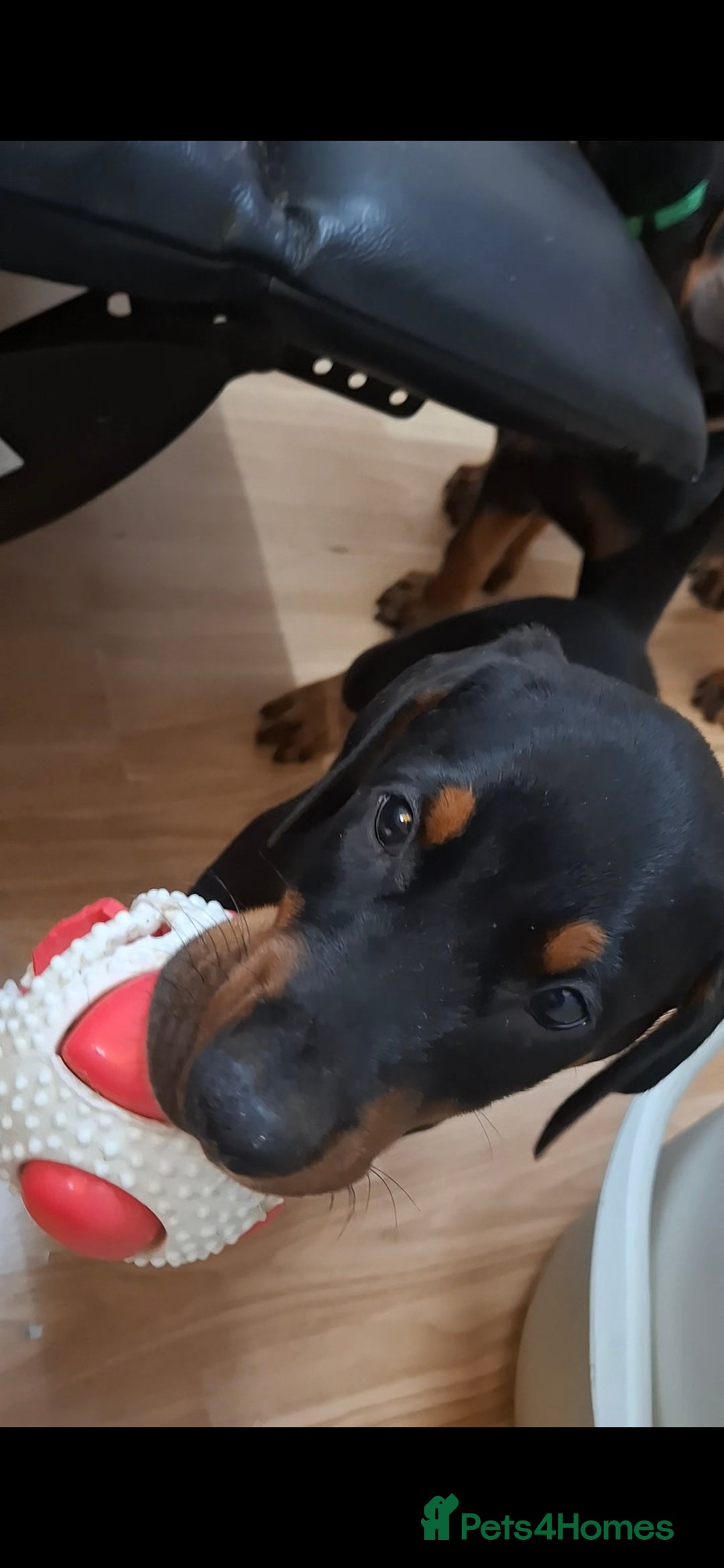 Dobermann dogs for sale: Beautiful Doberman puppies 3 boys 3 girls for sale - Image 27