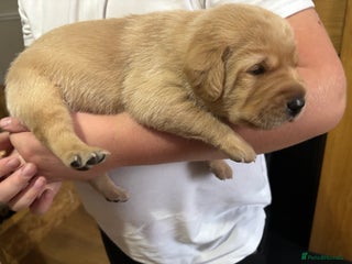 Labrador Retriever dogs STUNNING HEALTH TESTED LABRADORS - Advert 6