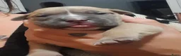Old Tyme Bulldog dogs for sale: 5 absolute stunning old tyme bull dogs - Advert 6