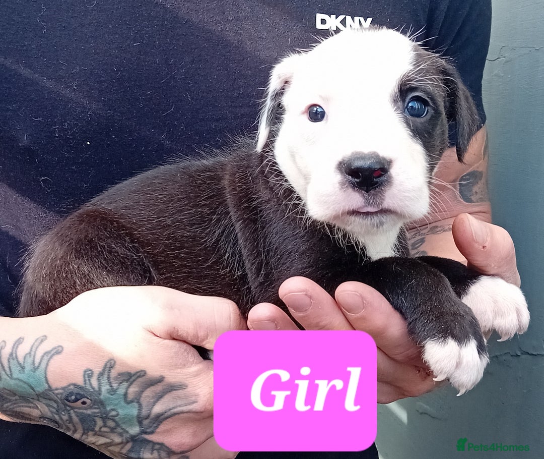 Mixed Breed dogs for sale: Bull wheaten pups available ready to go - Image 2