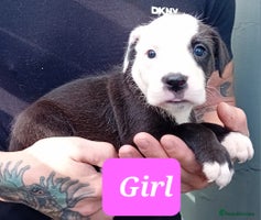 Mixed Breed dogs - Advert 1