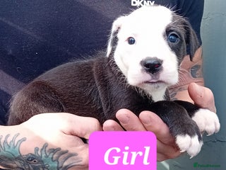 Mixed Breed dogs - Advert 22