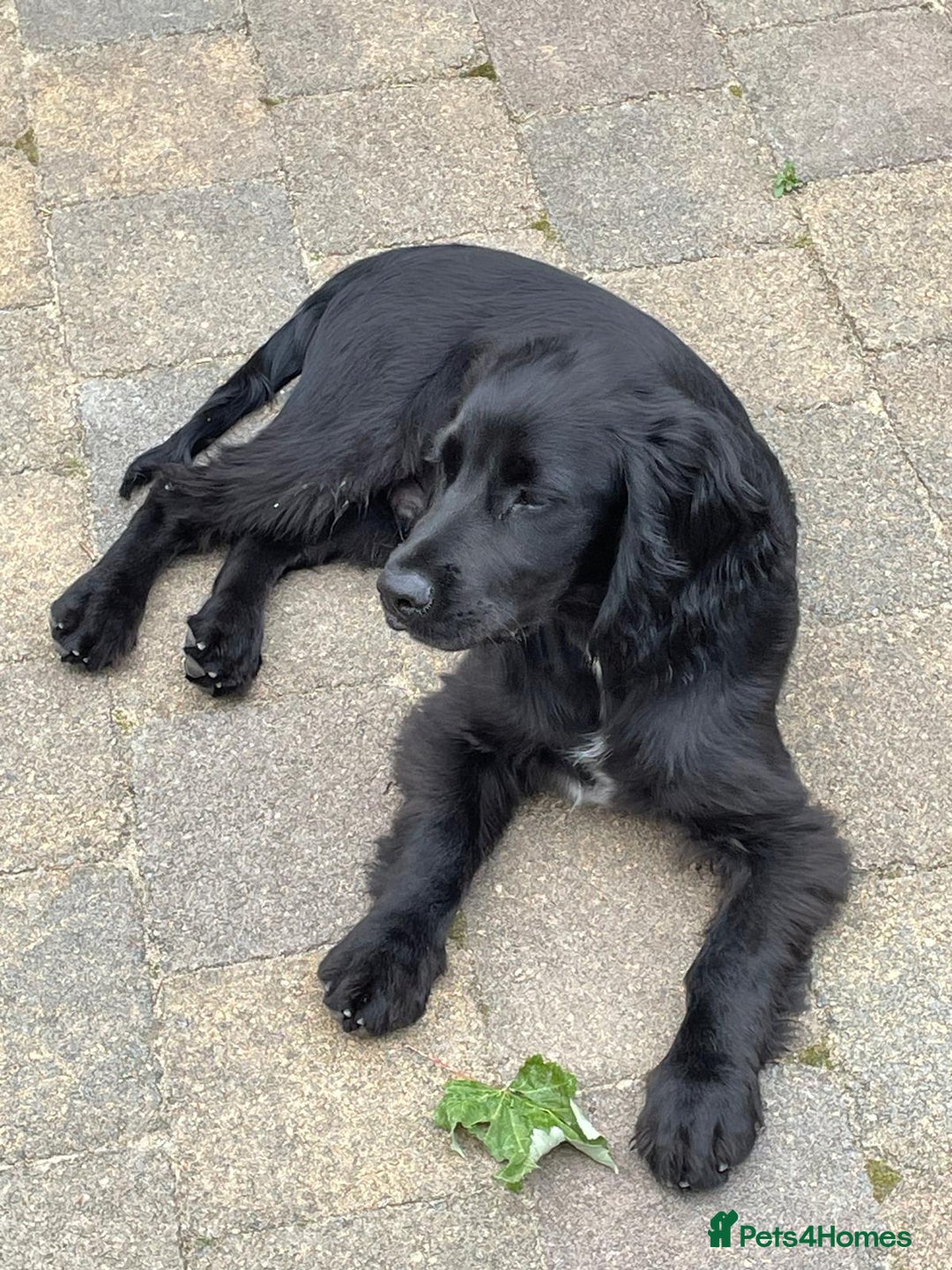 Cocker Spaniel dogs for sale: Gorgeous Spaniel looking for a new home ASAP - Advert 1