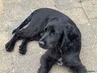 Cocker Spaniel dogs Gorgeous Spaniel looking for a new home ASAP - Advert 1