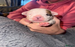 Mixed Breed dogs for sale: French bulldog x American bulldog  - Image 9